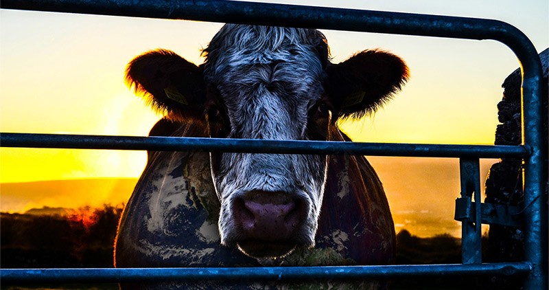 Close-up shot of cow in truck