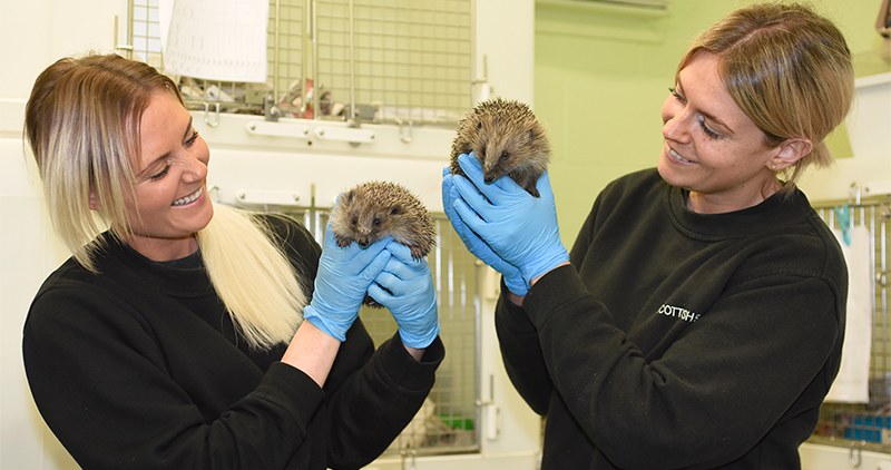 Two women holding hedgehogs smiling at them.