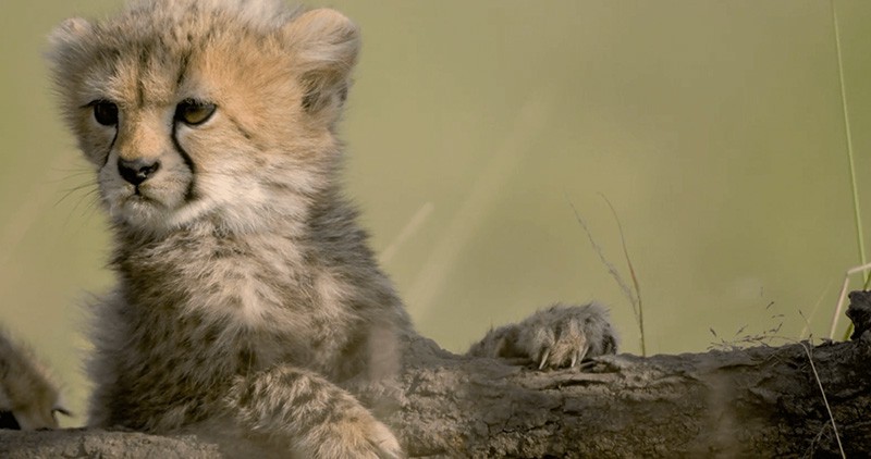 Close up of young Cheetah