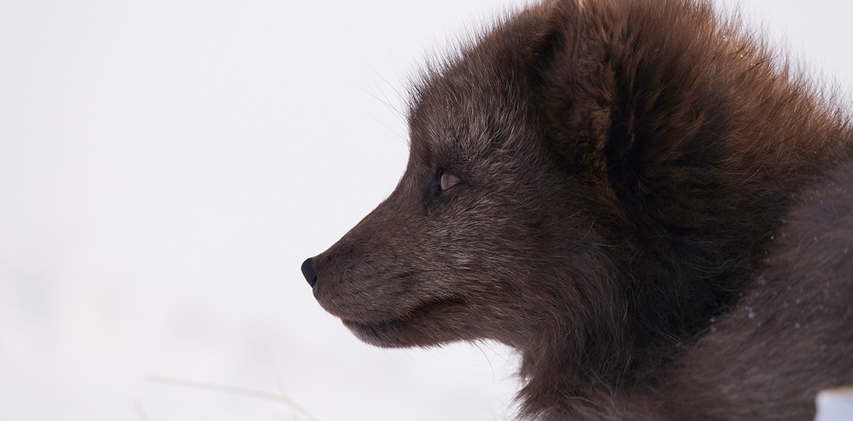 Close up picture of a rare Arctic Fox in profile against the winter, snow-covered landscape of Iceland